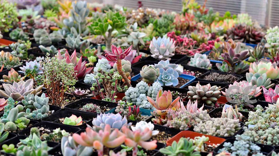 春游去喽!——春暖花开,携子踏青